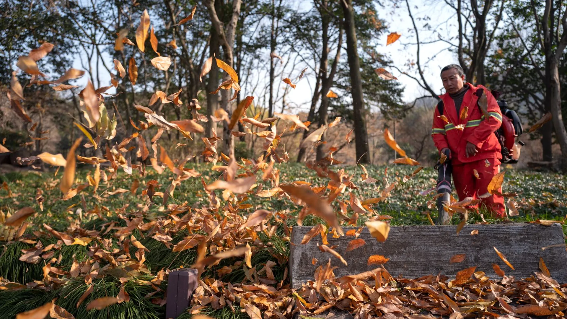 Fall leaf cleanup, leaves being cleared from a lawn under autumn trees